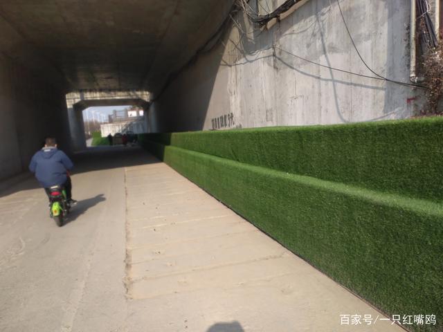 汉中：路边的绿色“长城”，远远地看着以为是修剪整齐的绿化带