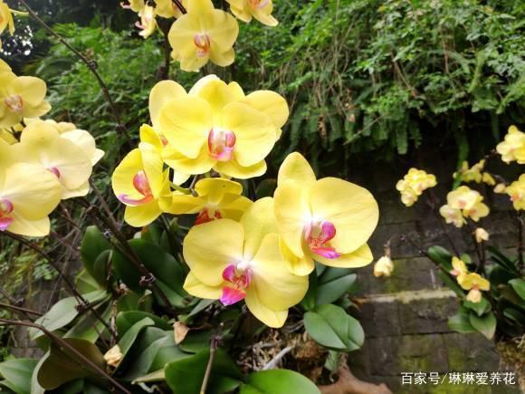 养花人运气都很好，立春了，养这6种花，阳台开成小花园