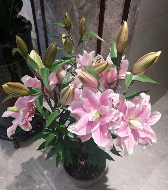 这些花爱生崽，一年生一窝，越养越多，养它们不花钱还能赚钱