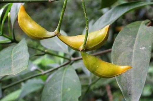 狗牙花落蕾是什么原因？从这4个方面排查，早发现早治疗