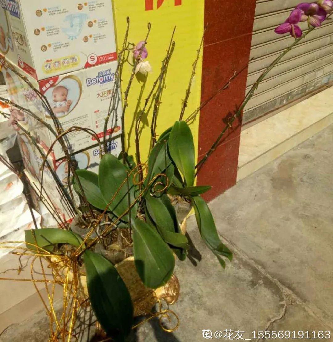 过完年，垃圾桶周围多了不少花，又要开始捡破烂儿了