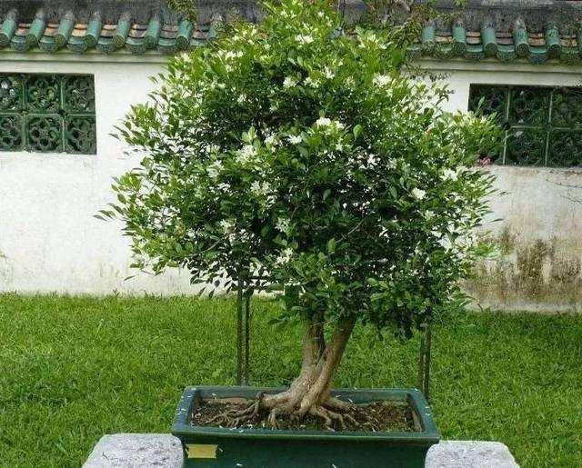 喜欢养花就选九里香盆栽，养护简单，让家里满屋飘香