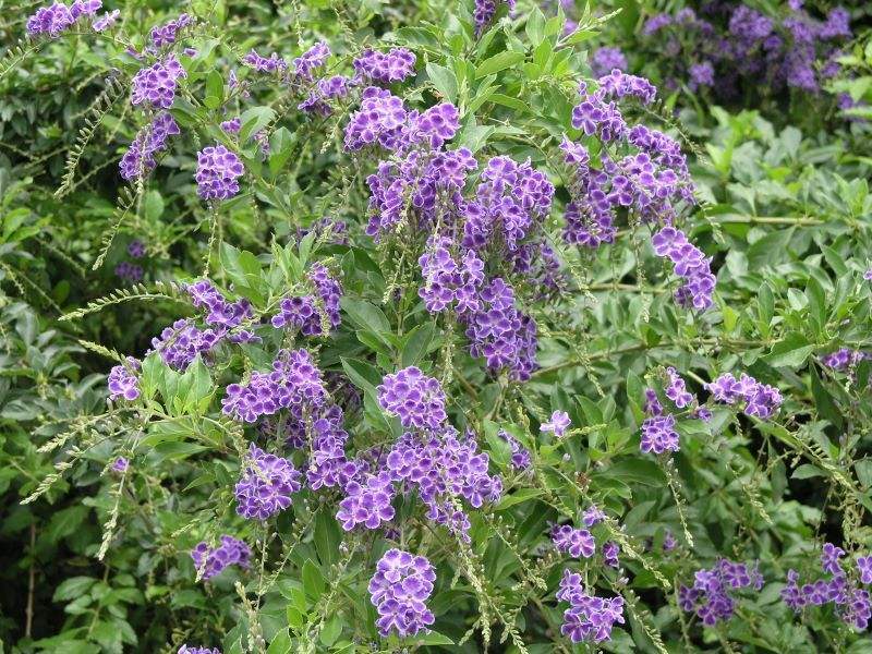 野外一种高贵的紫花，名叫蕾丝金露花，开花多花香还像巧克力
