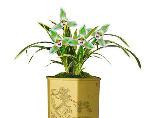 兰中极品“帝王妃”，花开双色，香味独特，叶片圆润，养兰首选