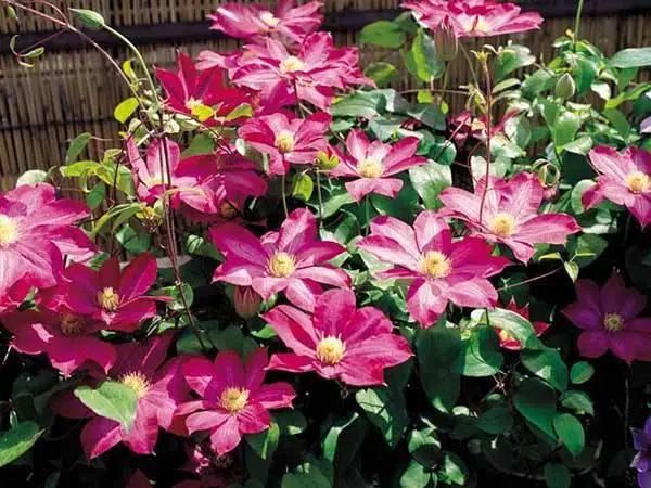 3种美丽花，好养花量大，随便养一种，一年200多天有花看