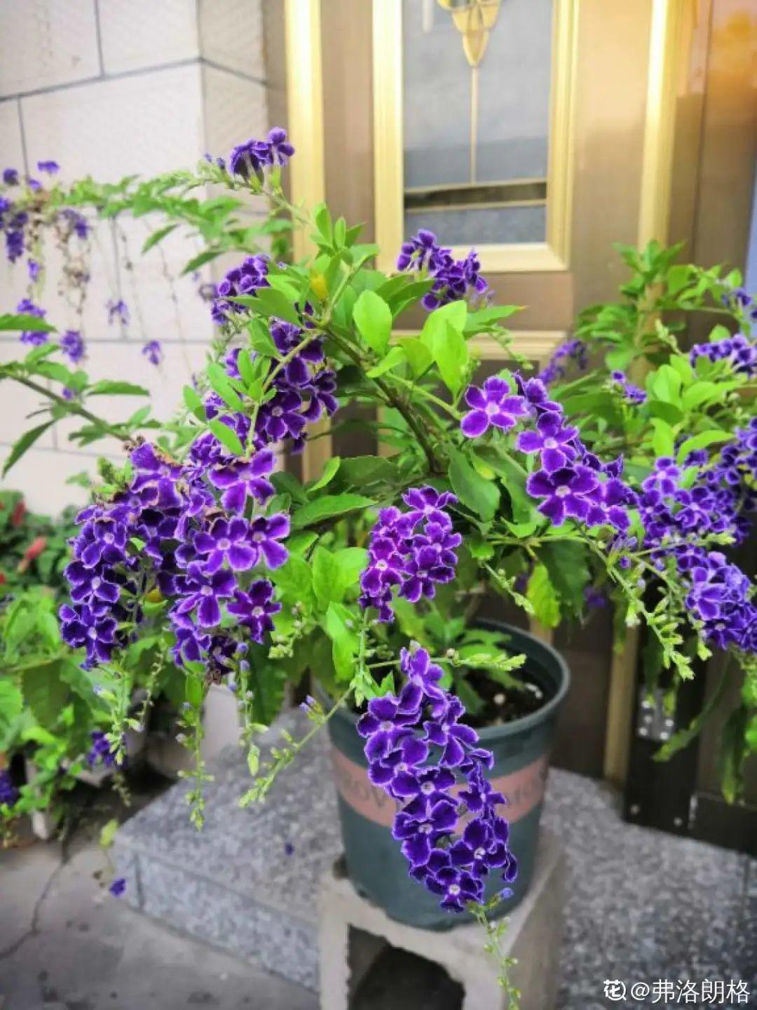 家里养盆香水花，满屋子飘香，还能净化空气