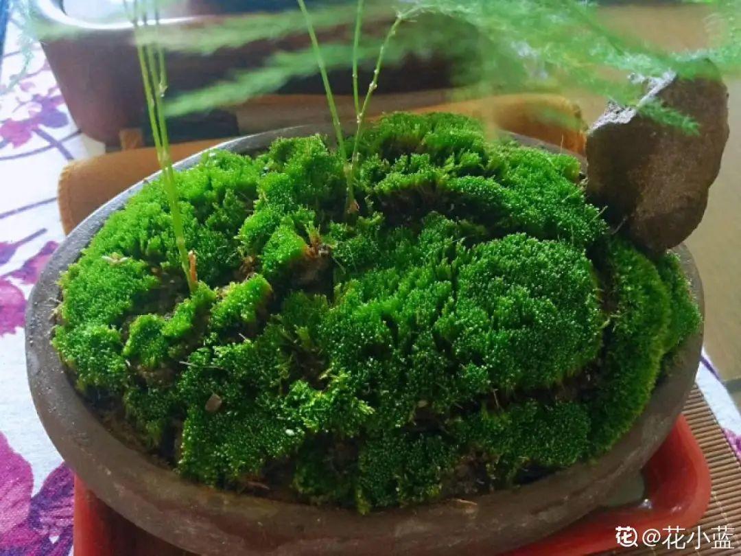 年纪轻轻，养点花种点草，提前过过养老生活