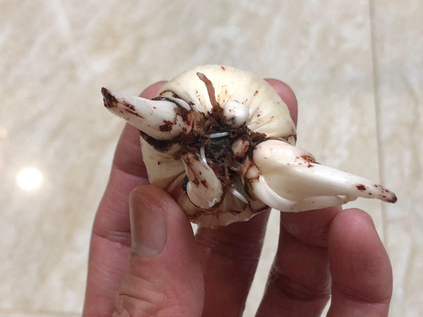 植物烂根不要怕，简单几步，就能妙手回春