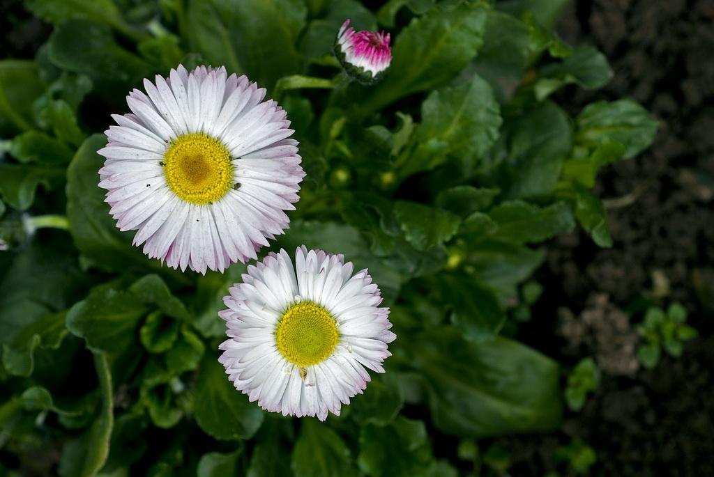 4种野外常见的花草，室内也好养，你家里有吗？