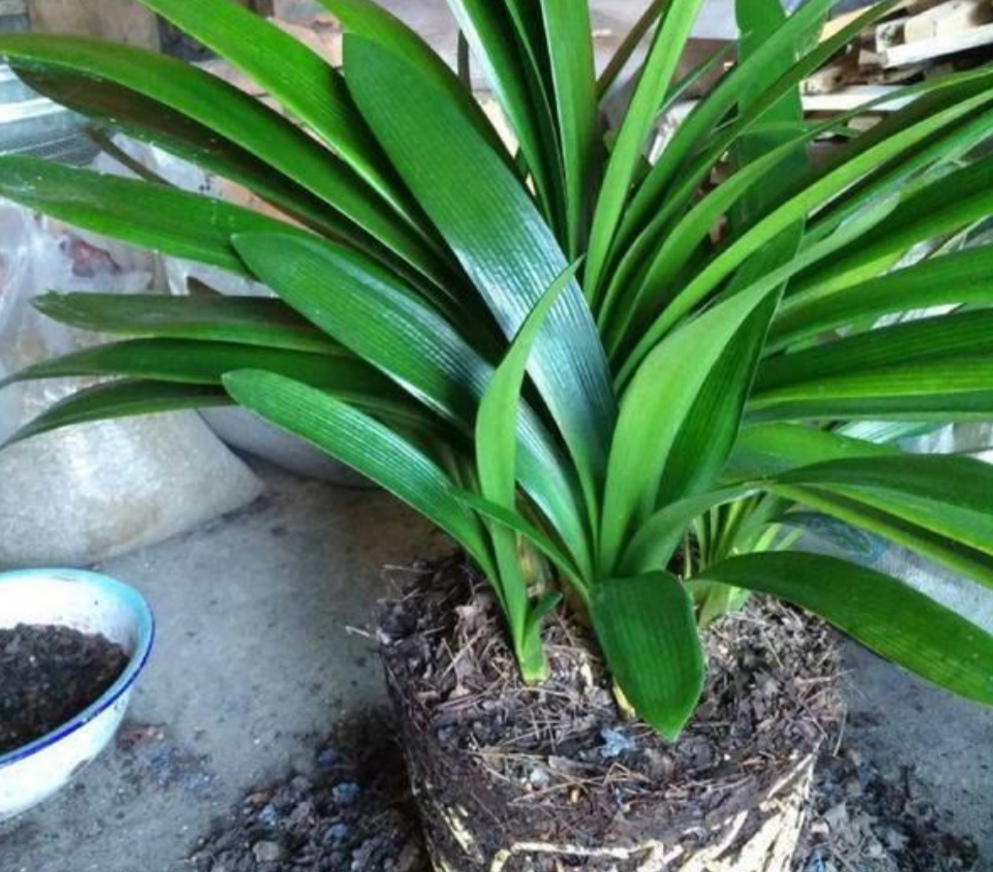 养这3种花，就爱冒侧芽，给它“切一刀”，一盆变多盆