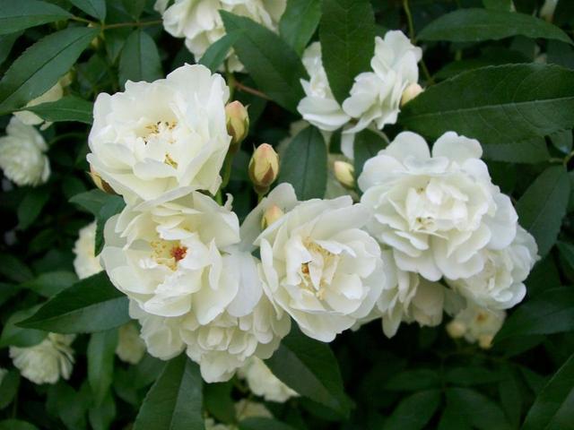 庭院养花，木香花是首选，花期开放时间长，春夏季节不招虫