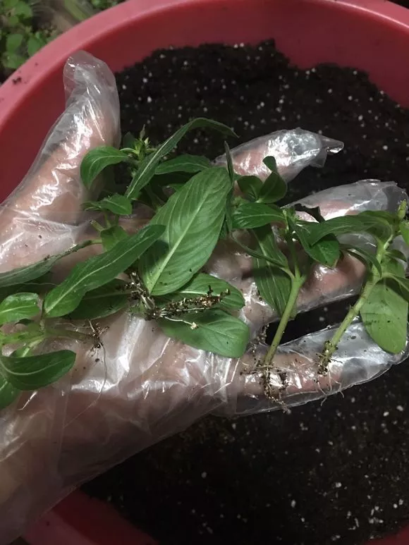  长春花越掐花越多，开得越旺，家里开成小花园