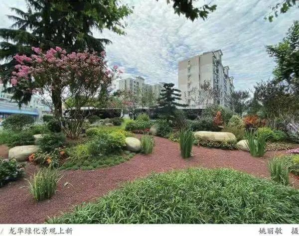 色彩浓淡相宜,高低错落相彰!龙华绿化又上新 色彩浓淡相宜,高低错落相彰!龙华绿化又上新