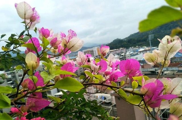 南方公路公园添彩首选绿植，四季开花，花比叶多，易打造花墙花海
