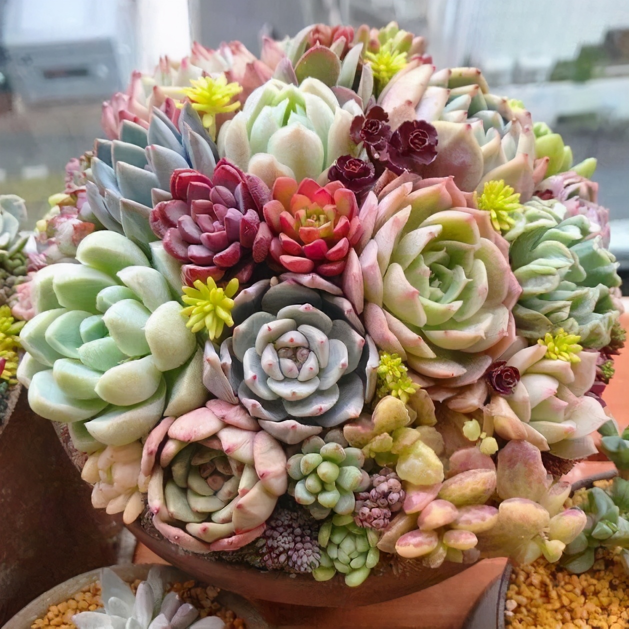 云南昆明景天科多肉植物生产栽培技术