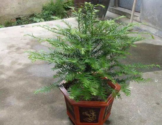 8种花，房子再小也要养1盆，能减少“甲醛和病菌”，对家人好
