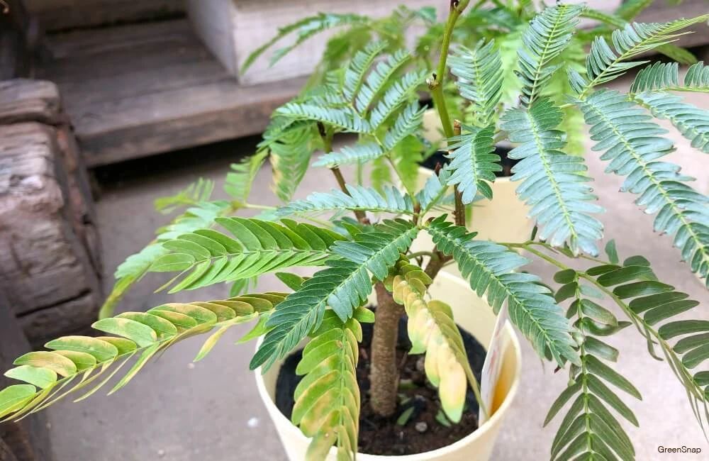 被花友误认成金合欢或含羞草的密叶猴耳环，它凭啥变成网红植物？