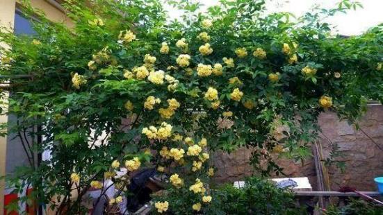 院子养棵它，花开似海，香气浓郁，风景优美引人入胜