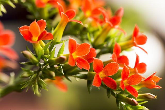 初春注意几点，长寿花开花美生机盎然