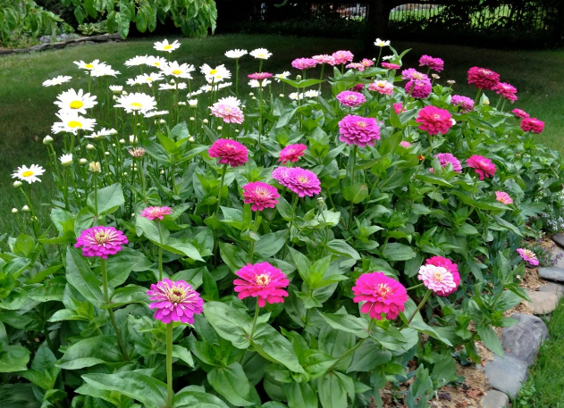 午时花、百日菊、大丽菊：阳台多搁几盆，要不了多久就成花海