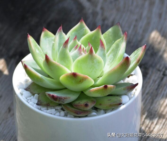 栽培多肉到底是配颗粒石多了好，还是少了好？