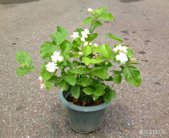 10到11月，最适合扦插的6种花，今年最后一波，插里就活