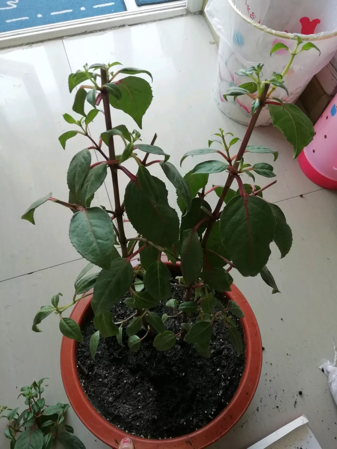 夏天是6种花的鬼门关，乱浇水施肥，烂根黄叶马上就来