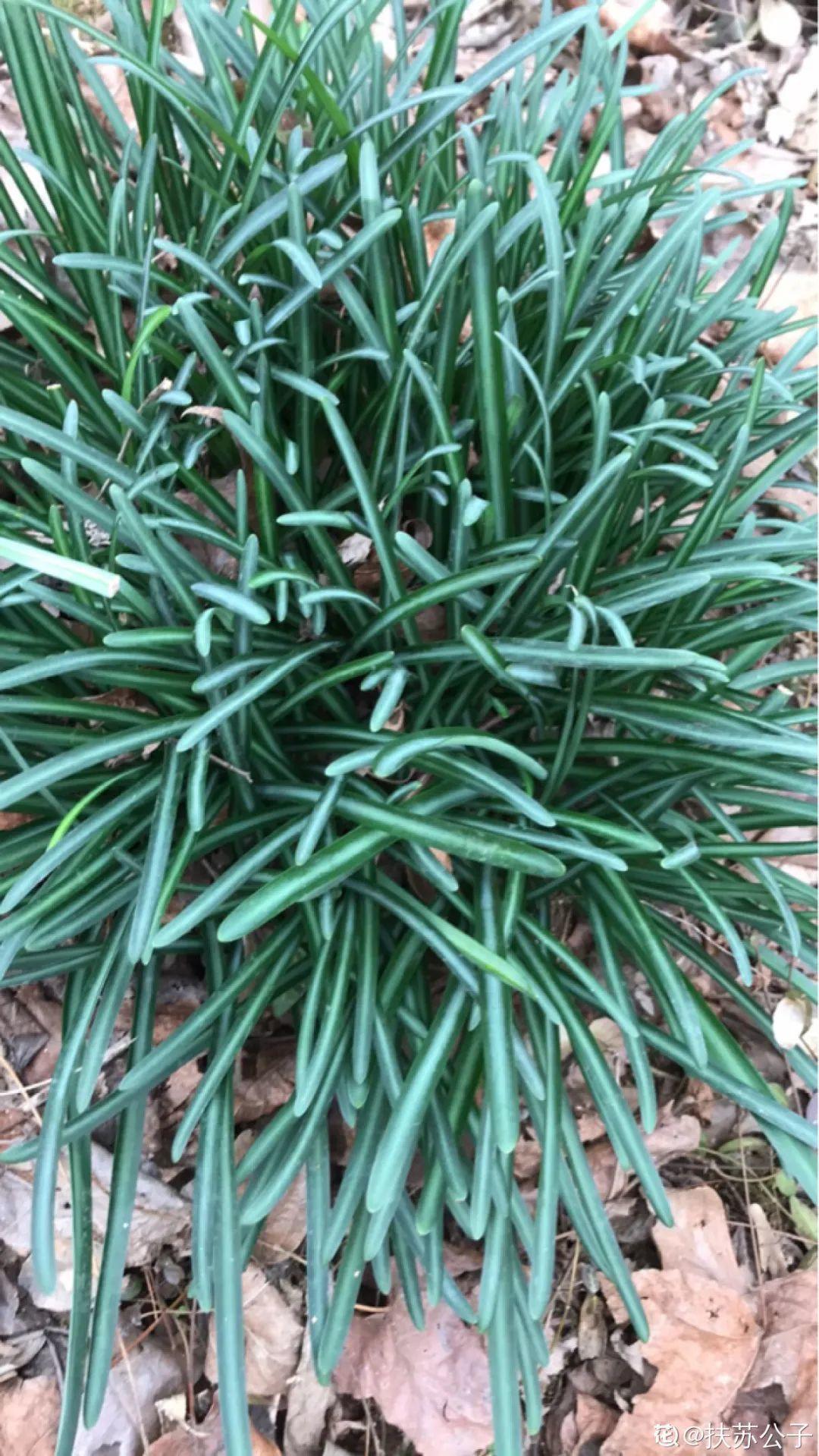 花长不好，就炒菜吃？千万不行