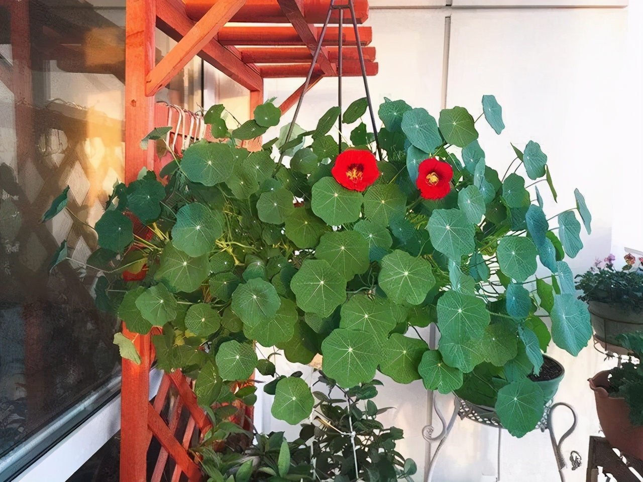 4种花可以“挂在”阳台养，满盆全是“花”，长势非常快