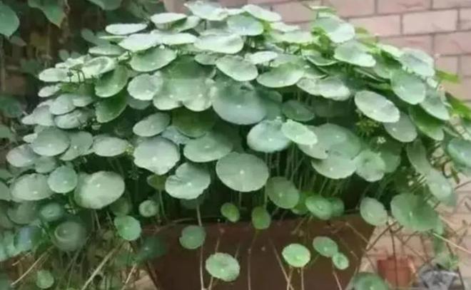 8种养不死的花，栽上就活，再养不好，不适合养花