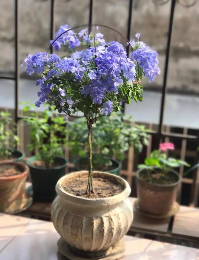 想把夏天的蓝雪花养爆盆，学会“剪”，其次才是“养”