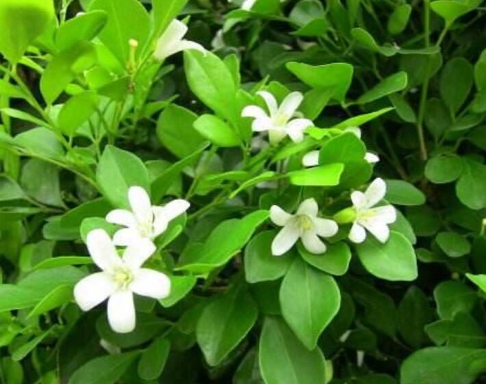 养一盆，整个院子飘香，九里香养护4大技巧解读