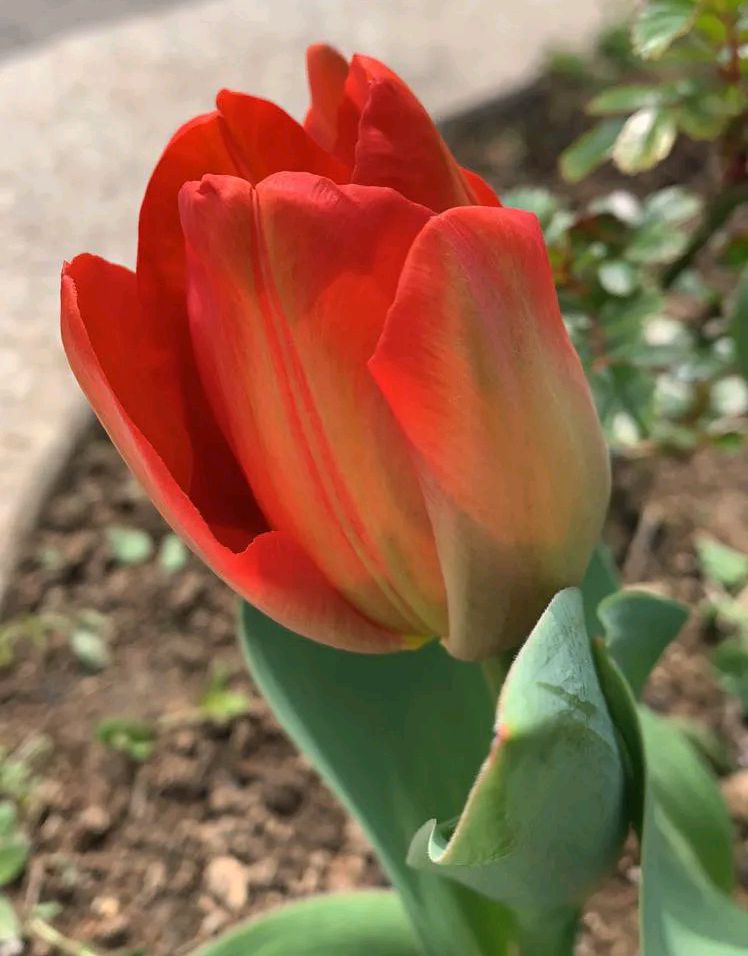 院子里养什么花好？有三种，秋天种下春天开花，非常美