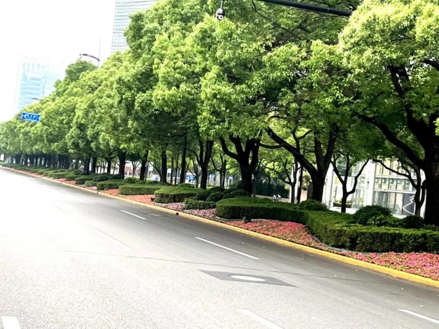 浦东打造靓丽绿化，助力复工复产(附美图)