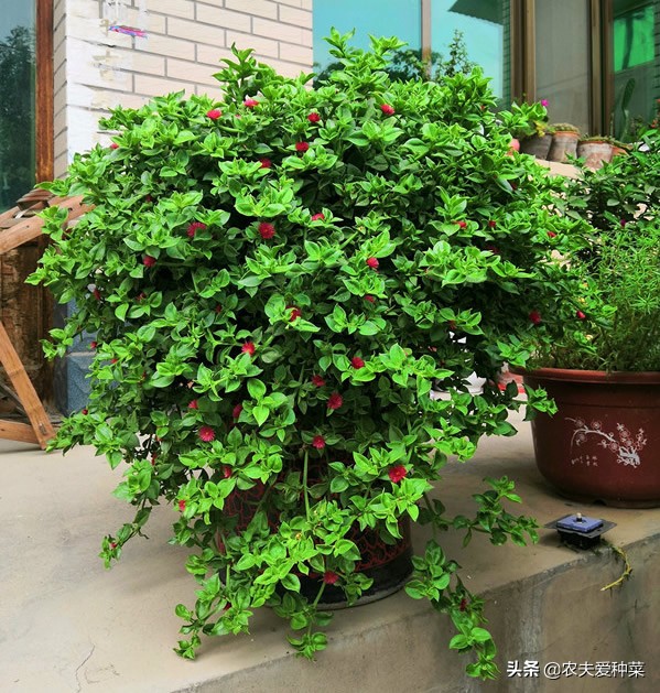想养死真是太难了！这种吊兰，5元钱买回来，长得一发不可收拾