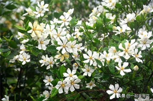 栀子花总黄叶？给它喂点酸水，叶子返青绿油油