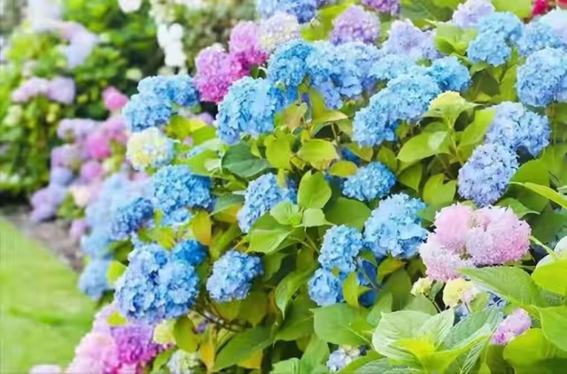 “6种花”要舍得剪，花谢后“剪一刀”，剪完继续开，越剪越漂亮