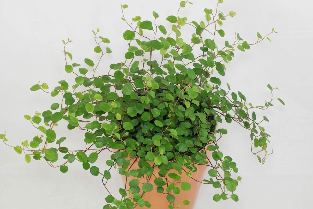 6种常见的弱光植物，能室内半阴的环境，养窗台便可维持良好状态