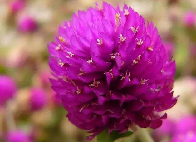 此花花色艳丽有光泽，历经千日而不败！寓意着不朽的爱情