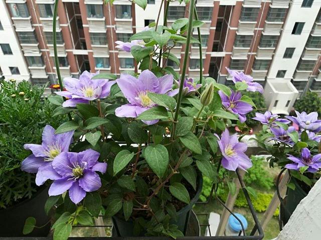 捡漏正当时！逛花市时，遇到这3种花，别犹豫，值得入手，很划算