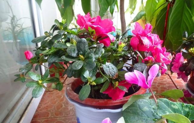 养花施肥:高温天不小心此3点,根叶就会黑腐化水 养花施肥:高温天不小心此3点,根叶就会黑腐化水