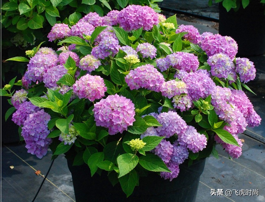 六种花开花就成大花球，好养好看还亮眼，居家养殖值得