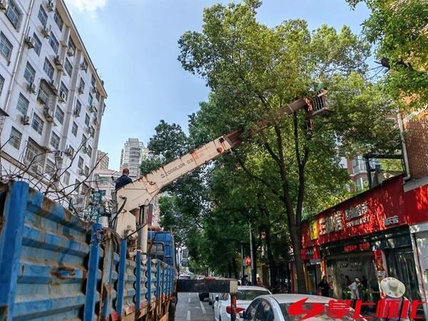 市园林绿化服务中心：精心修剪行道树提升城市绿化效果