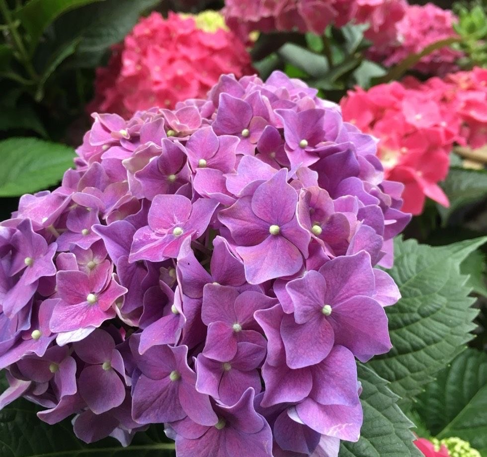 连续高温绣球花怎么养，做好两方面，一整年都枝叶翠绿长势旺