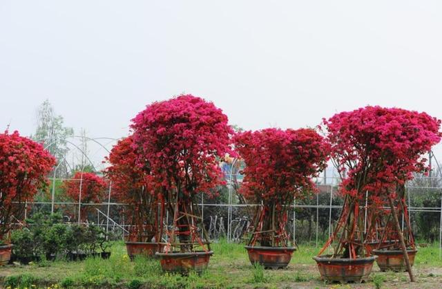 院子种2棵巴西进口花，花开似海，风景独特