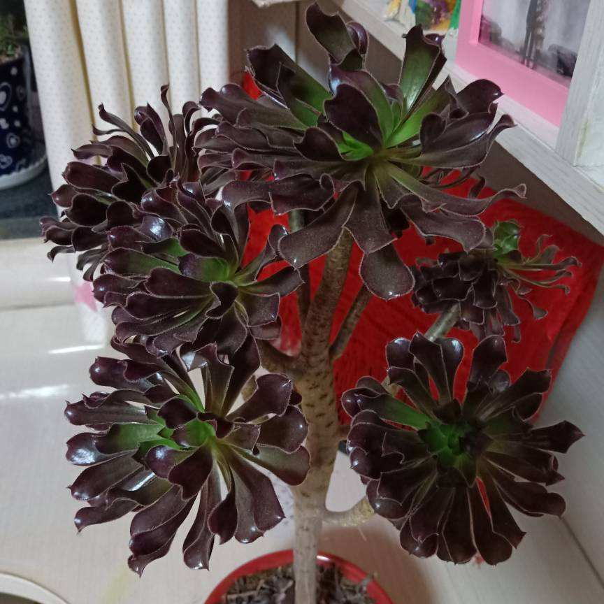 多肉一开花，赶紧剪掉花箭，不然只剩空盆