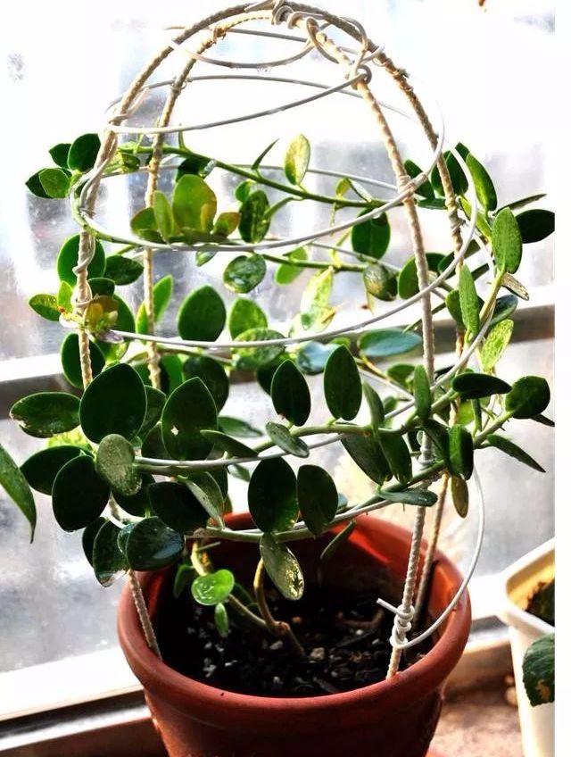 阳台爬藤绿植最佳选择，花美幽香花期长