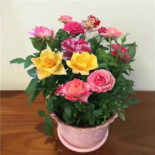 阳台摆盆“它”，一树10色，花团锦簇，让人惊艳