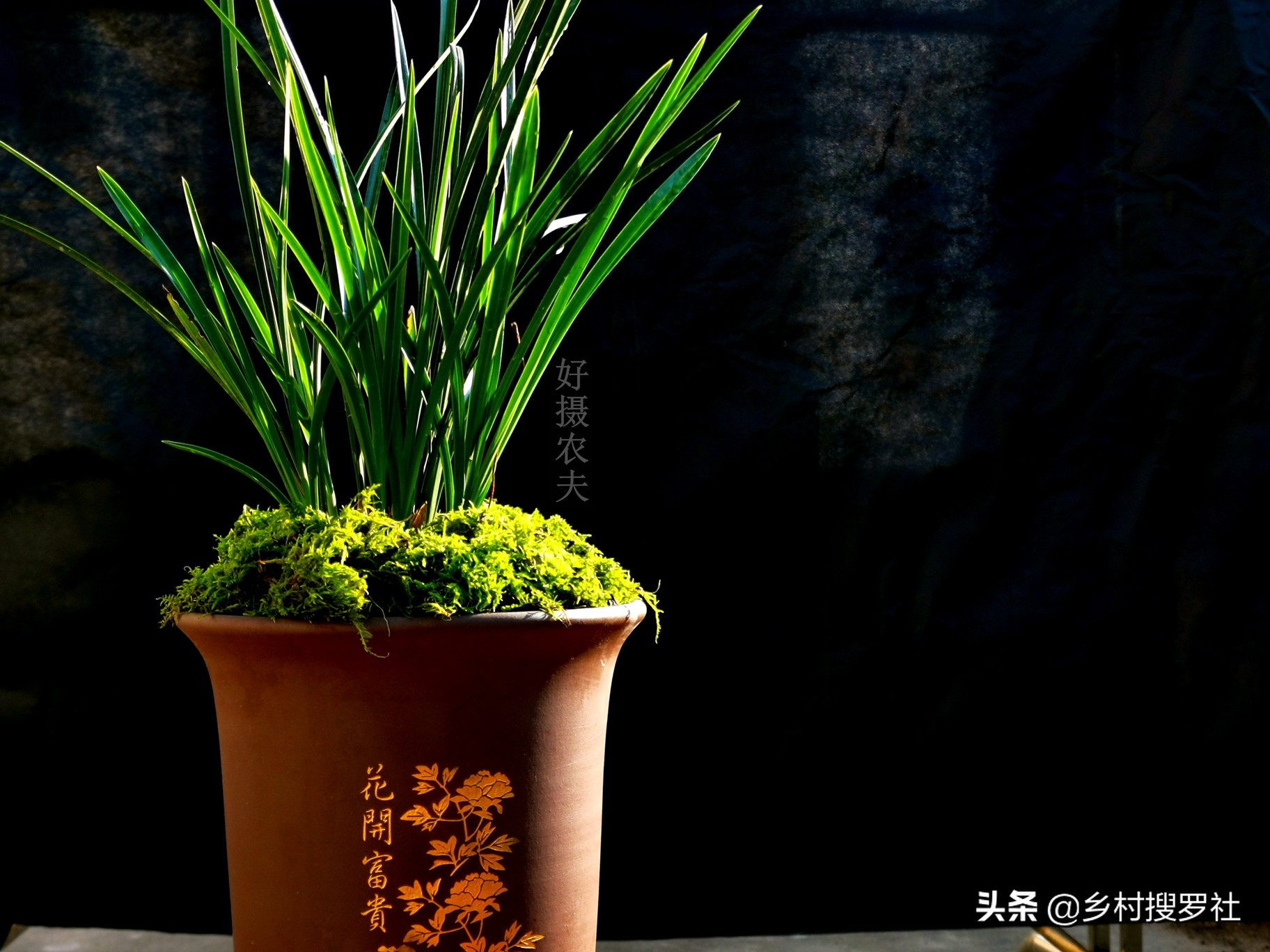 白露季节这样的兰花根系，都是正常健康的，不要没事乱用药