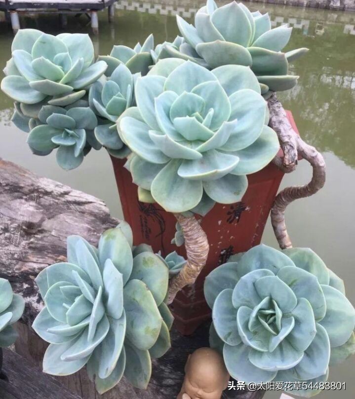 花盆又高又深怎么养多肉，方法来了，不烂根颜值高